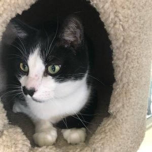 Meet your Posher, Hector